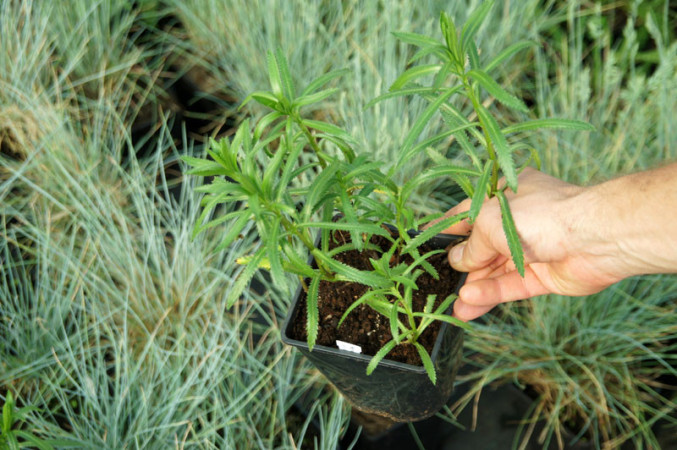 Krwawnik syberyjski 'Love Parade' Achillea sibirica var. camtschatica