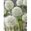 Czosnek 'Mount Everest' Allium