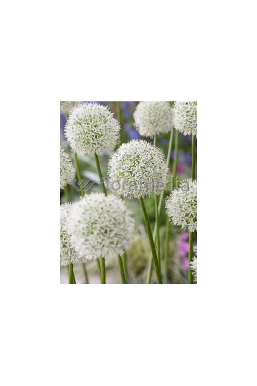 Czosnek 'Mount Everest' Allium