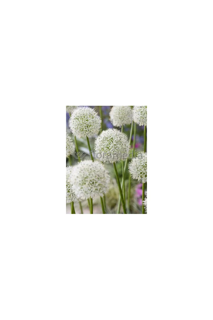 Czosnek 'Mount Everest' Allium