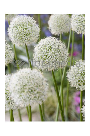 Czosnek 'Mount Everest' Allium