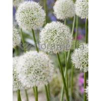 Czosnek 'Mount Everest' Allium
