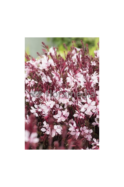 Gaura 'Passionate Blush' | Gaura