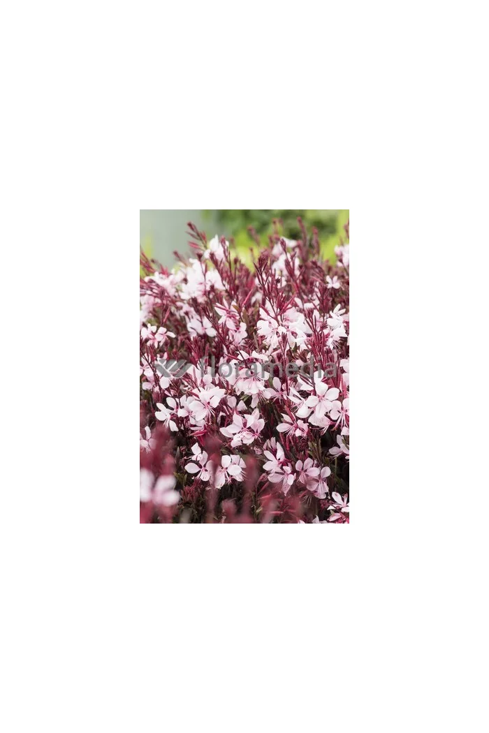Gaura 'Passionate Blush' | Gaura