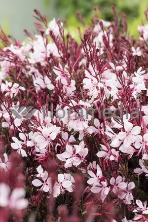 Gaura 'Passionate Blush' | Gaura
