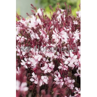 Gaura 'Passionate Blush' | Gaura