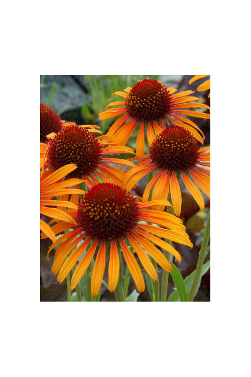 Jeżówka 'Flame Thrower' Echinacea
