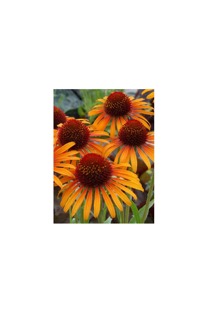 Jeżówka 'Flame Thrower' Echinacea