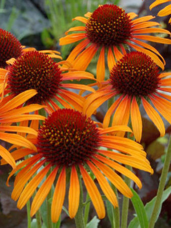 Jeżówka 'Flame Thrower' Echinacea