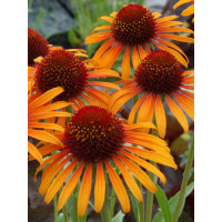 Jeżówka 'Flame Thrower' Echinacea