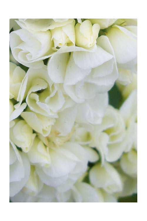 Floks wiechowaty 'Tiara' Phlox panniculata