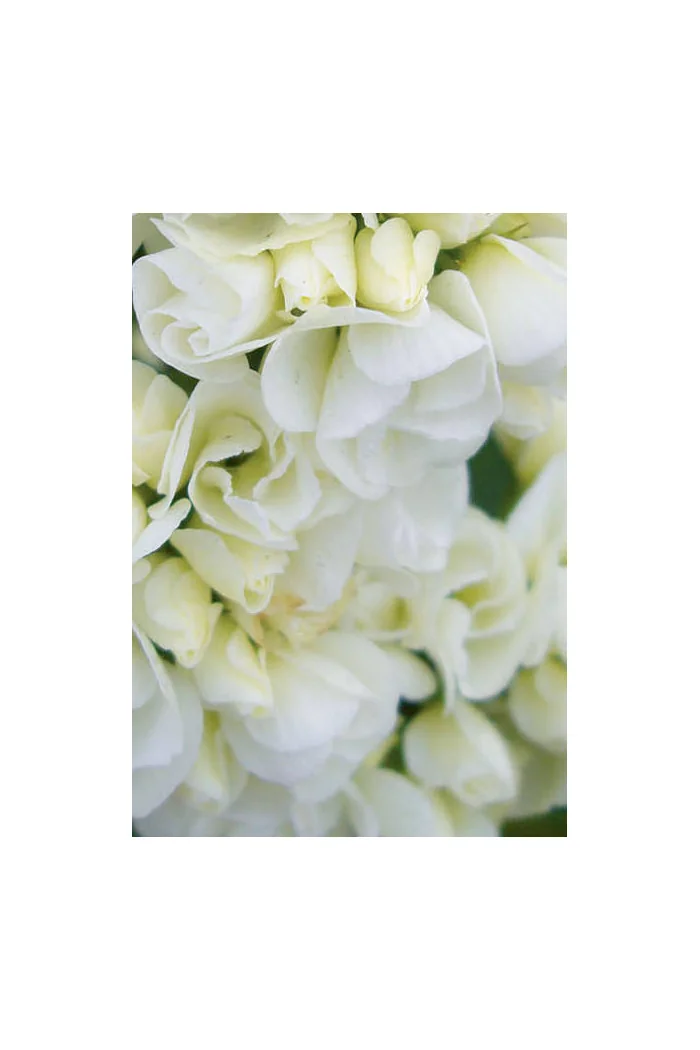 Floks wiechowaty 'Tiara' Phlox panniculata