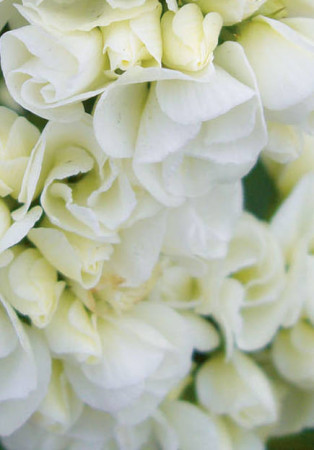 Floks wiechowaty 'Tiara' Phlox panniculata