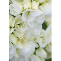 Floks wiechowaty 'Tiara' Phlox panniculata