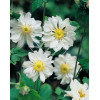 Zawilec japoński 'Whirlwind' | Anemone japonica