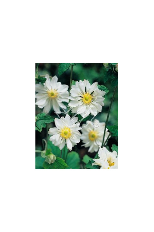 Zawilec japoński 'Whirlwind' | Anemone japonica
