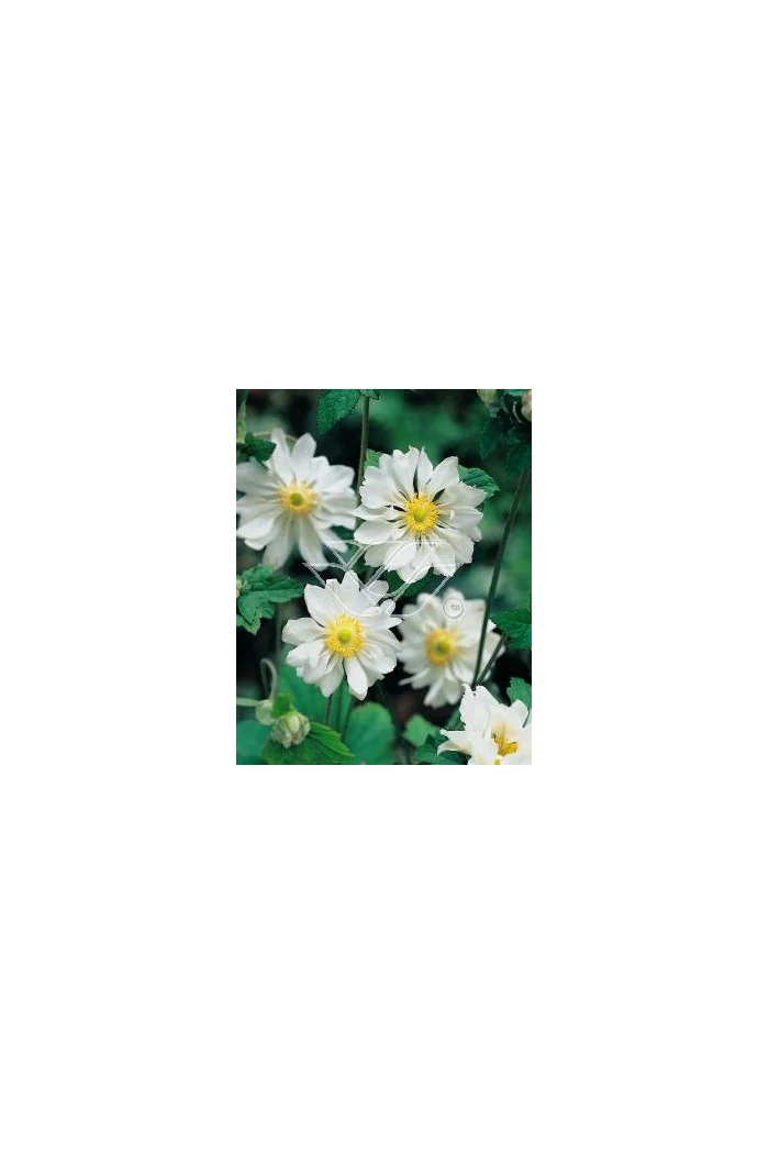 Zawilec japoński 'Whirlwind' | Anemone japonica