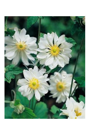 Zawilec japoński 'Whirlwind' | Anemone japonica