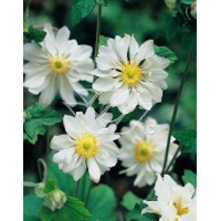 Zawilec japoński 'Whirlwind' | Anemone japonica