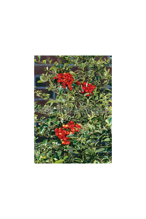 Ognik szkarłatny 'Mohave Silver' | Pyracantha coccinea