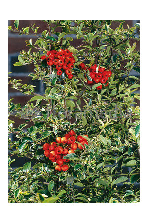 Ognik szkarłatny 'Mohave Silver' | Pyracantha coccinea