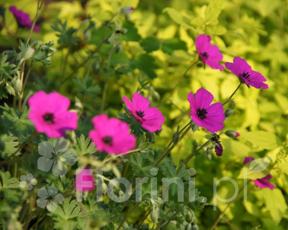 Bodziszek popielaty 'Signal' Geranium cinereum