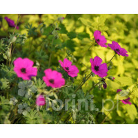 Bodziszek popielaty 'Signal' Geranium cinereum