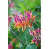 Wiciokrzew Heckrotta 'Goldflame' | Lonicera x heckrotti