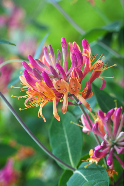 Wiciokrzew Heckrotta 'Goldflame' | Lonicera x heckrotti