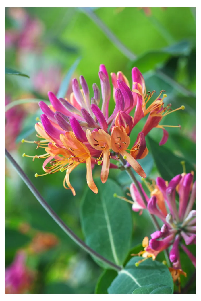 Wiciokrzew Heckrotta 'Goldflame' | Lonicera x heckrotti