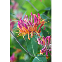 Wiciokrzew Heckrotta 'Goldflame' | Lonicera x heckrotti