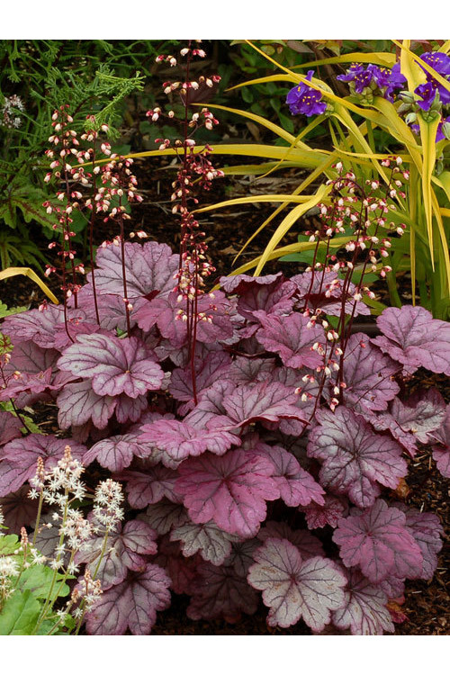 żurawka, żurawka Georgia Plum, heuchera
