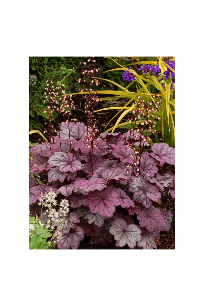 żurawka, żurawka Georgia Plum, heuchera