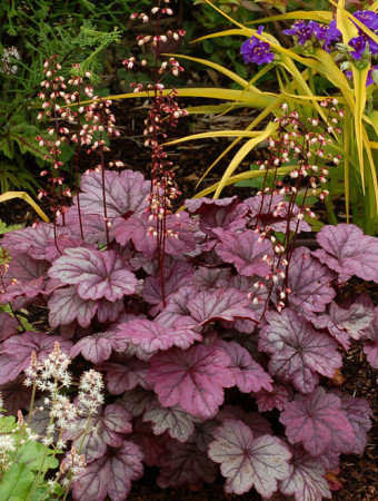 żurawka, żurawka Georgia Plum, heuchera