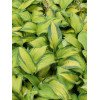 Funkia 'Super Nova' Hosta montana