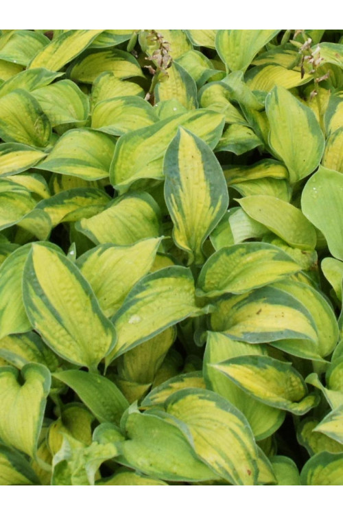 Funkia 'Super Nova' Hosta montana