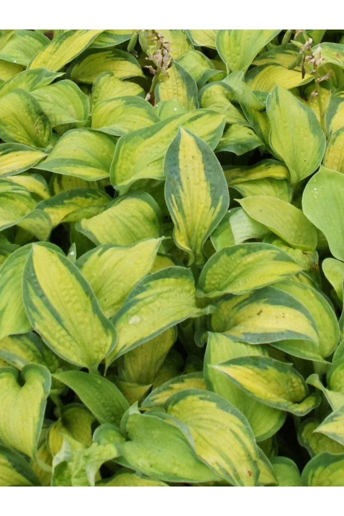 Funkia 'Super Nova' Hosta montana