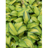 Funkia 'Super Nova' Hosta montana