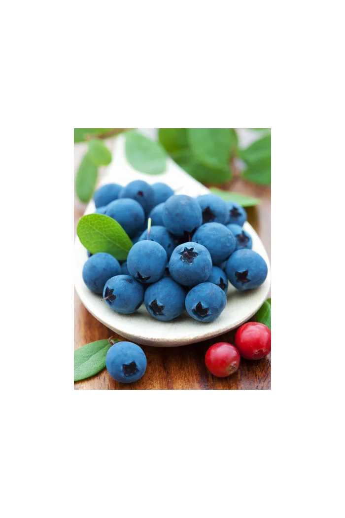 Borówka wysoka (amerykańska) 'Bonus' | Vaccinium corymbosum