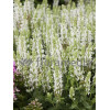 Szałwia omszona 'Salute White' | Salvia nemorosa