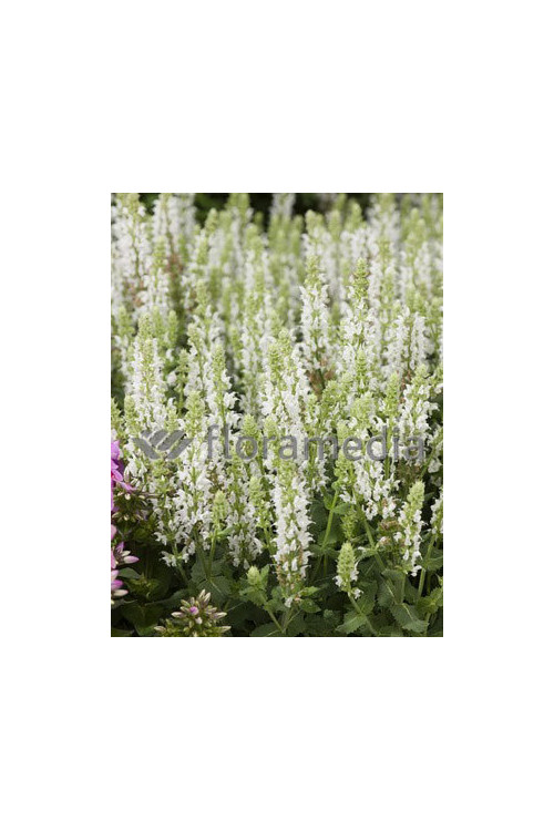 Szałwia omszona 'Salute White' | Salvia nemorosa