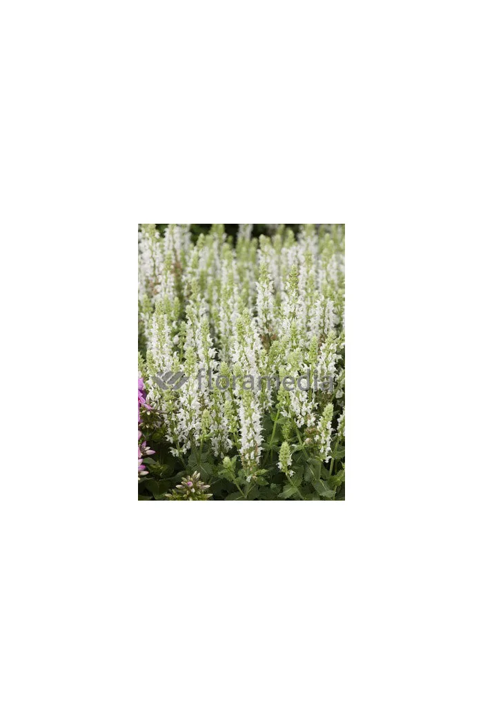Szałwia omszona 'Salute White' | Salvia nemorosa