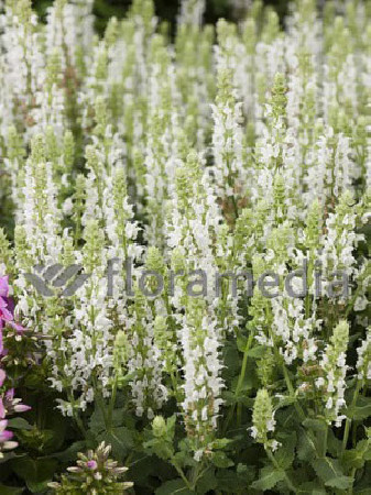 Szałwia omszona 'Salute White' | Salvia nemorosa