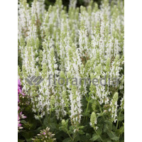 Szałwia omszona 'Salute White' | Salvia nemorosa