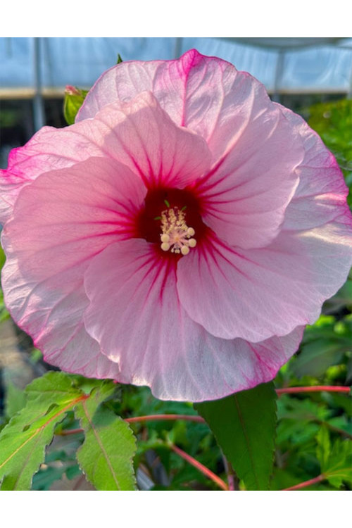 Hibiskus 'Carousel Jolly Heart' | Hibiscus moscheutos