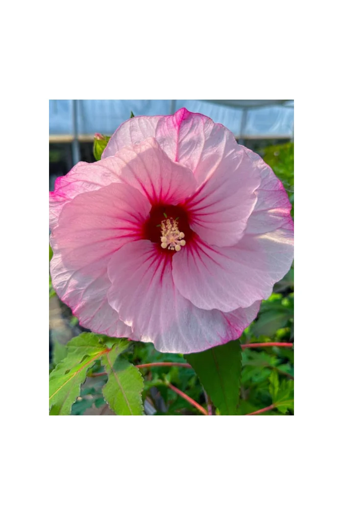 Hibiskus 'Carousel Jolly Heart' | Hibiscus moscheutos