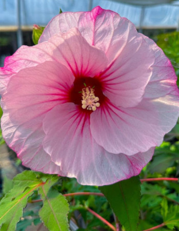 Hibiskus 'Carousel Jolly Heart' | Hibiscus moscheutos