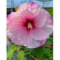 Hibiskus 'Carousel Jolly Heart' | Hibiscus moscheutos