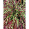 Hakonechloa 'Beni Kaze' | Hakonechloa macra
