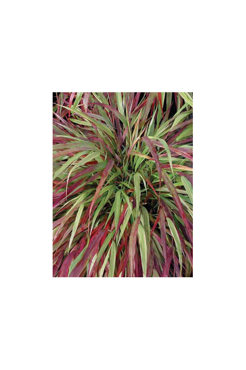 Hakonechloa 'Beni Kaze' | Hakonechloa macra